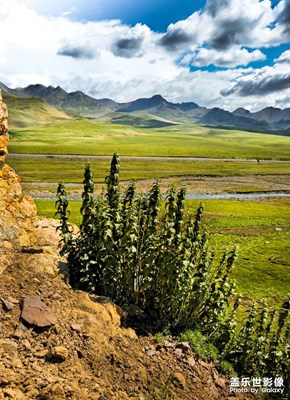 蓋樂(lè)世影像