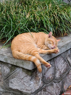 【我的假期故事】+偶遇的貓貓們