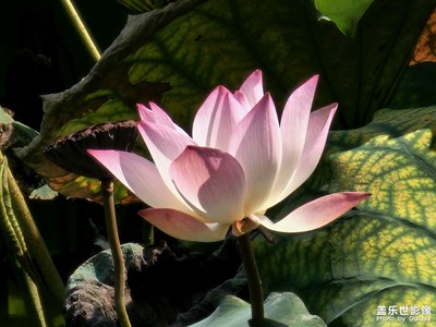 【我的假期故事】偶遇荷花池