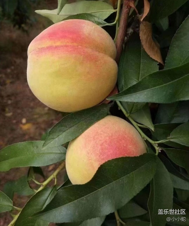 【半年足跡】黃桃采摘