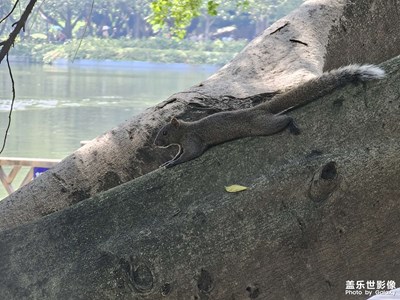 【我的假期故事】松鼠