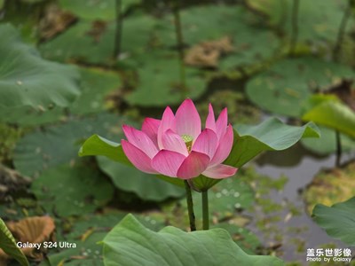 夏日賞荷正當(dāng)時！