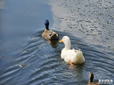 【我的假期故事】鵝鵝鴨