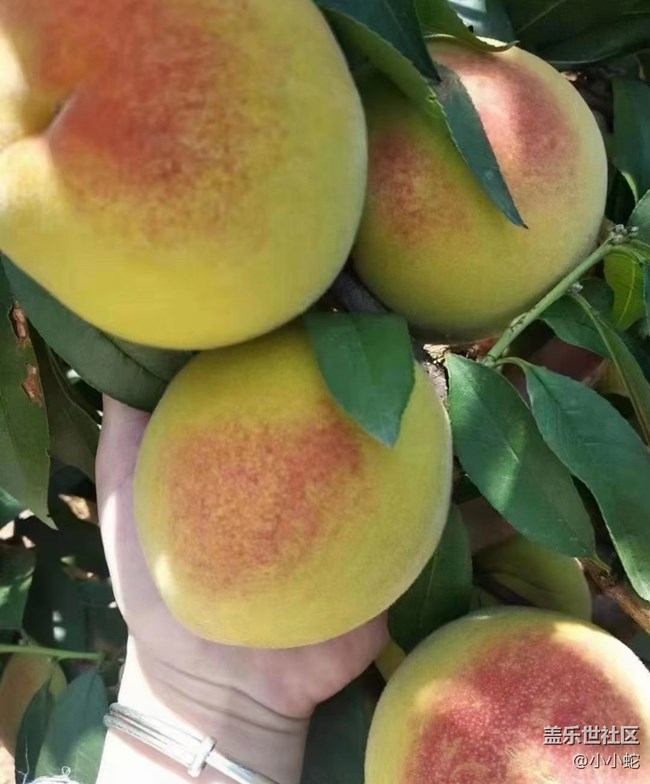 【半年足跡】黃桃采摘