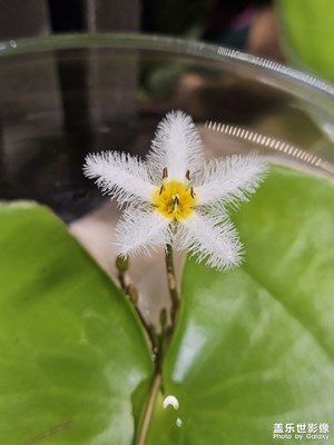 【我的假期故事】金銀蓮花