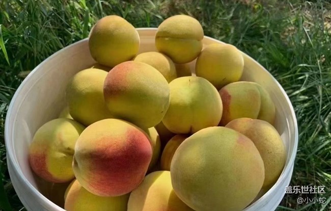 【半年足跡】黃桃采摘