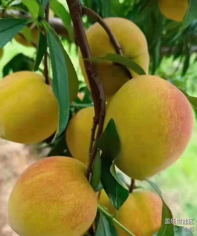 【半年足跡】黃桃采摘