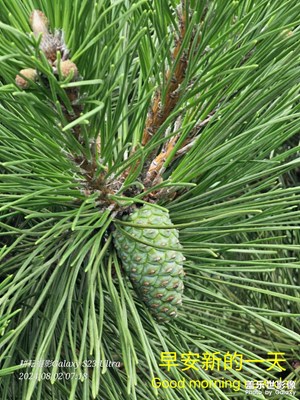 早安，三星S23U十倍隨拍直出