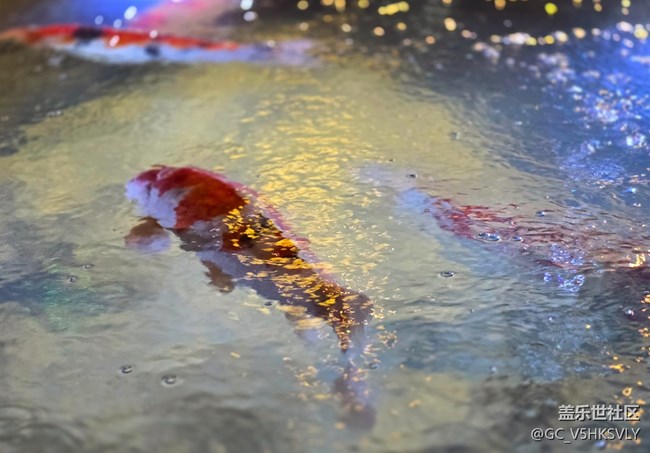 【奧運(yùn)主題線下活動(dòng)】+一起看奧運(yùn)