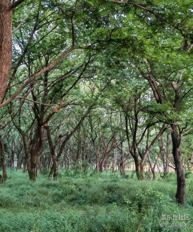 【時間影像】樹林