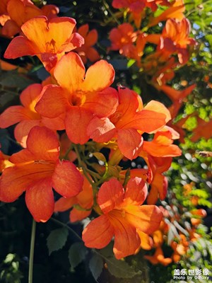 【我的假期故事】+烈日下的凌霄花