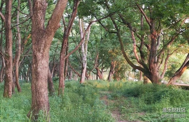 【時間影像】樹林