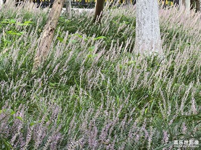 【我的假期故事】+暑期的公園