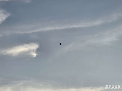 【我的假期故事】+天高任鳥飛