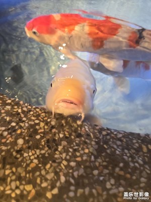 【我的假期故事】+紅與白金魚