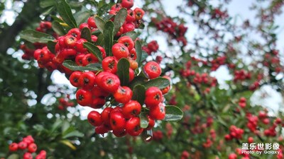 【難忘的夏天】+多彩的世界