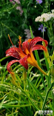 【難忘的夏天】+晨景隨拍