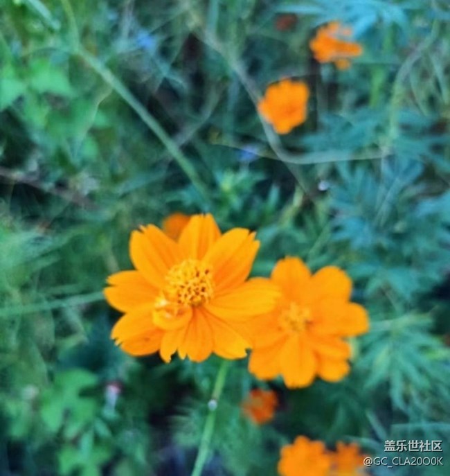 【夏日限定】公園景色