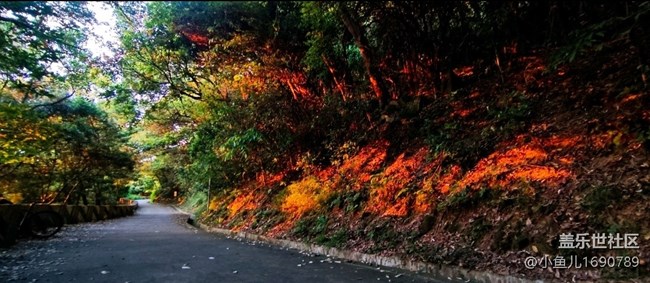 【尋秋】日落西山看林間夕陽美景