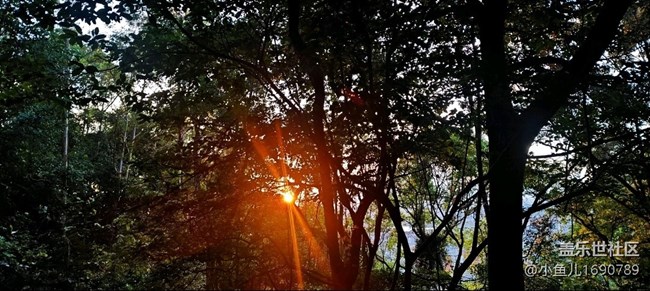 【尋秋】日落西山看林間夕陽美景