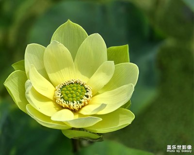 【難忘的夏天】難忘夏荷