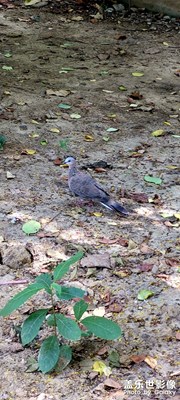 拿快遞碰到一只鴿子????????