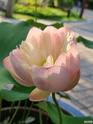 【難忘的夏天】+夏荷