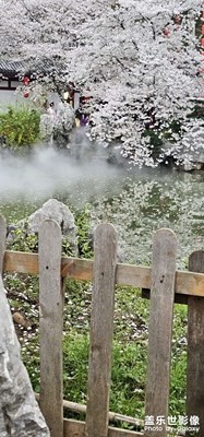 櫻花