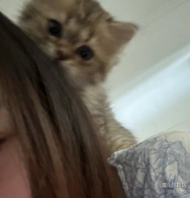 【奧運同星】cat