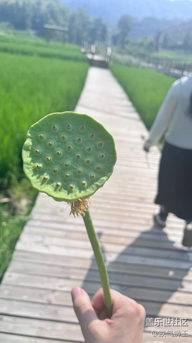 【時間影像】荷