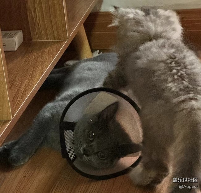 【奧運同星】cat