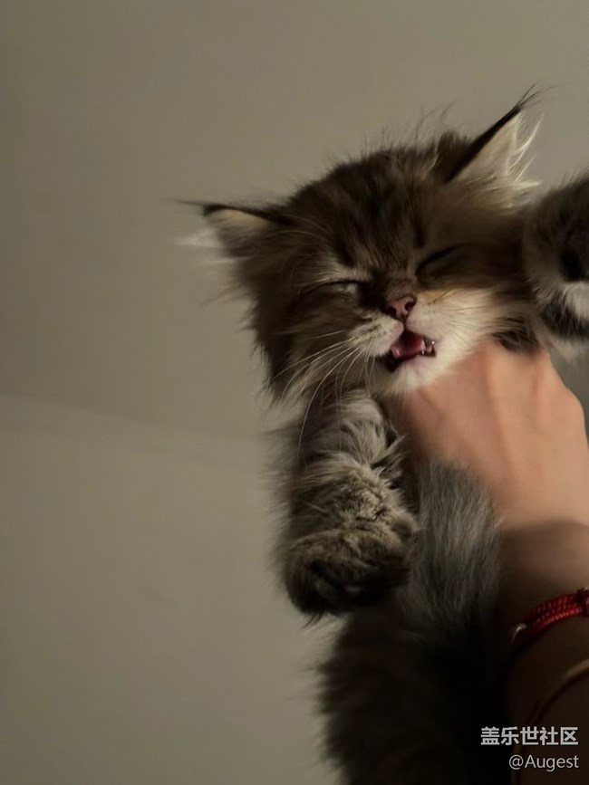 【奧運同星】cat