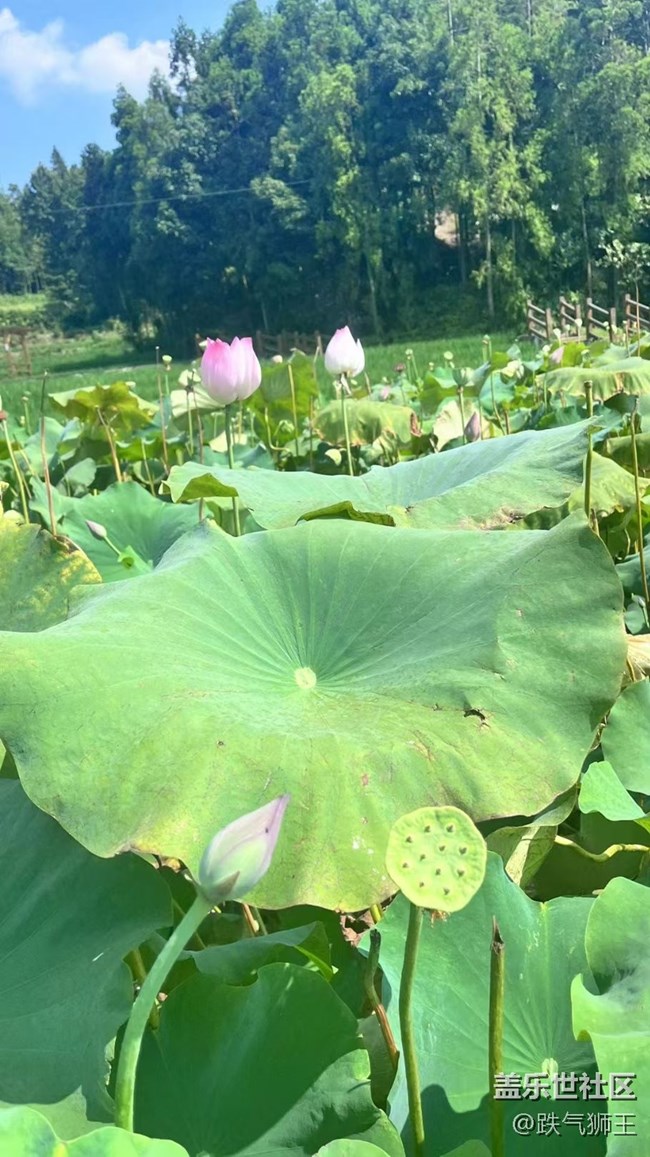 【時間影像】荷