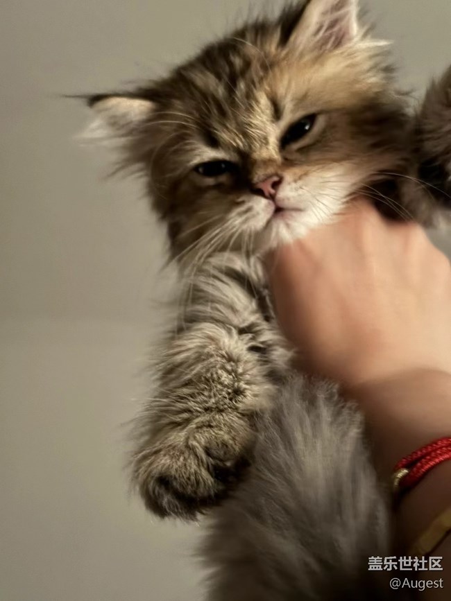 【奧運同星】cat