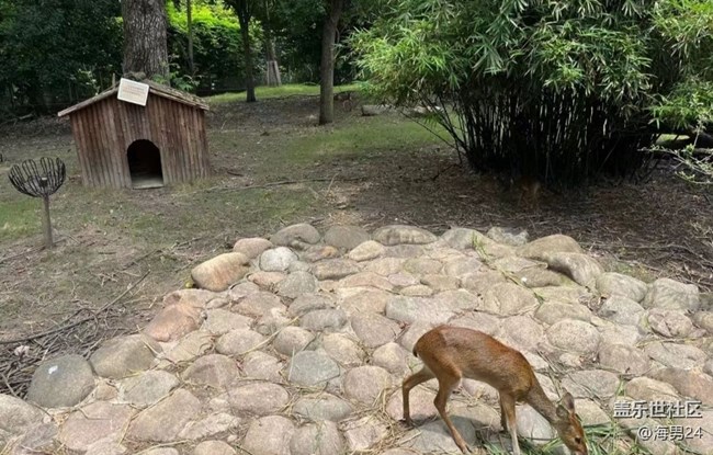 【夏日限定】游動物園