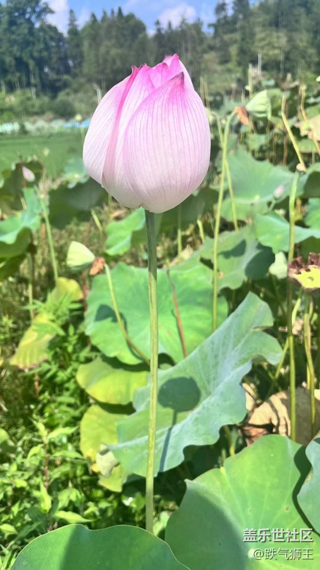 【時間影像】荷