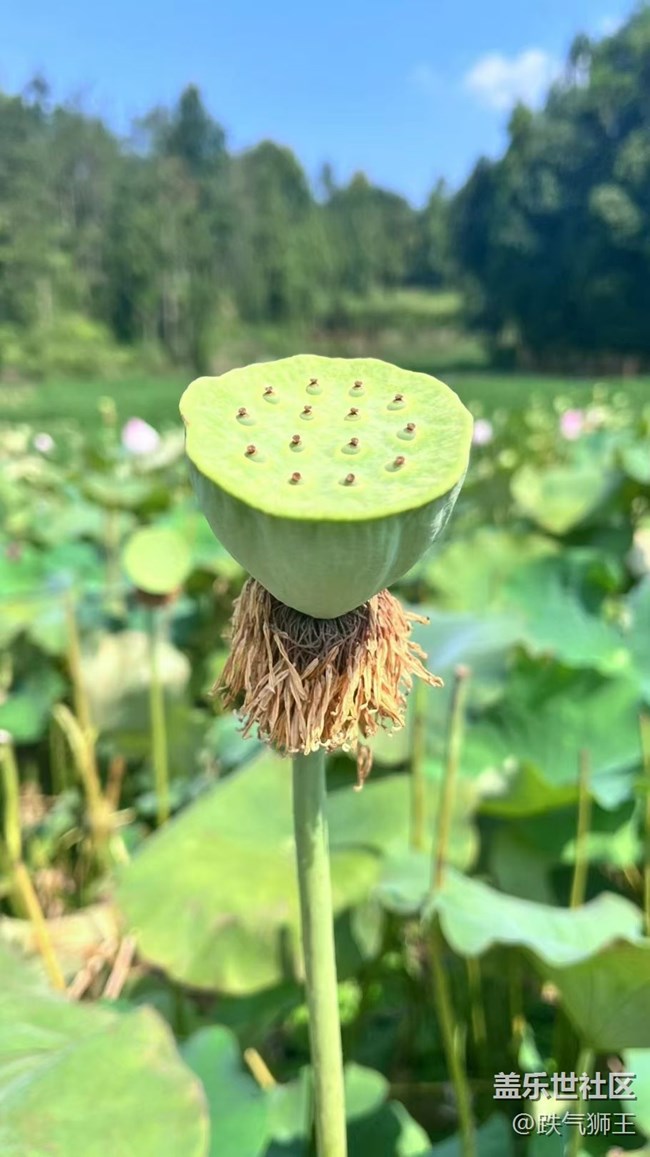 【時間影像】荷