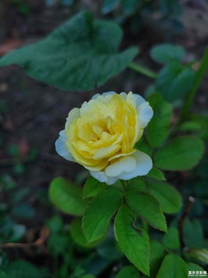 【難忘的夏天】+夏天花開