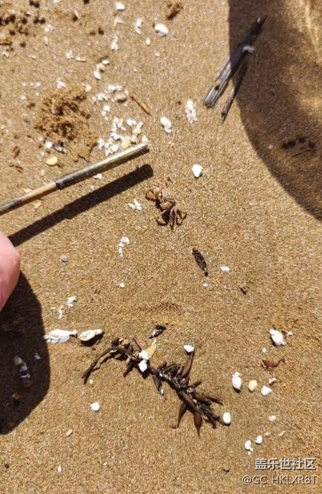 【時(shí)間影像】捉螃蟹