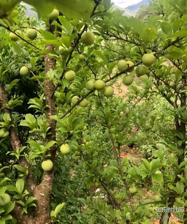 【夏日限定】摘桃子