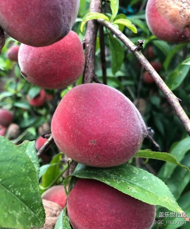 【夏日限定】摘桃子