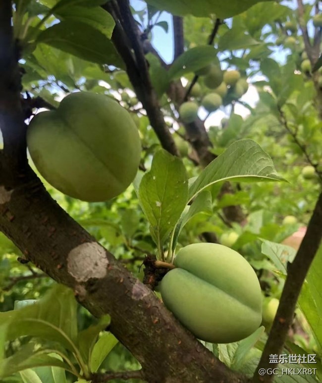 【夏日限定】摘桃子