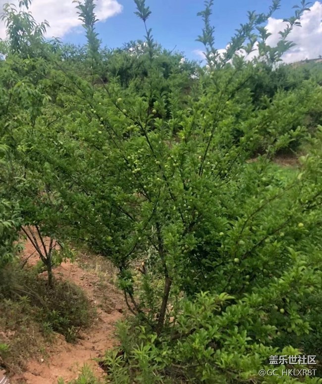 【夏日限定】摘桃子