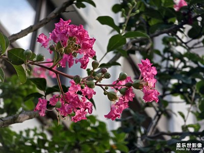 【難忘的夏天】立秋初雨