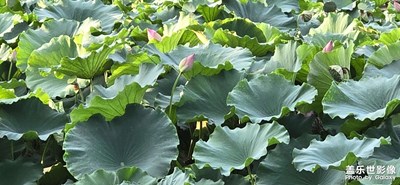 【難忘的夏天】+夏荷