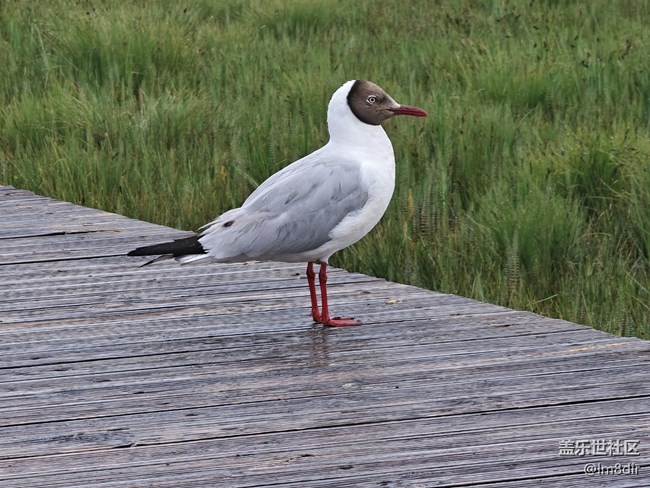 【時間影像】+若爾蓋花湖隨拍