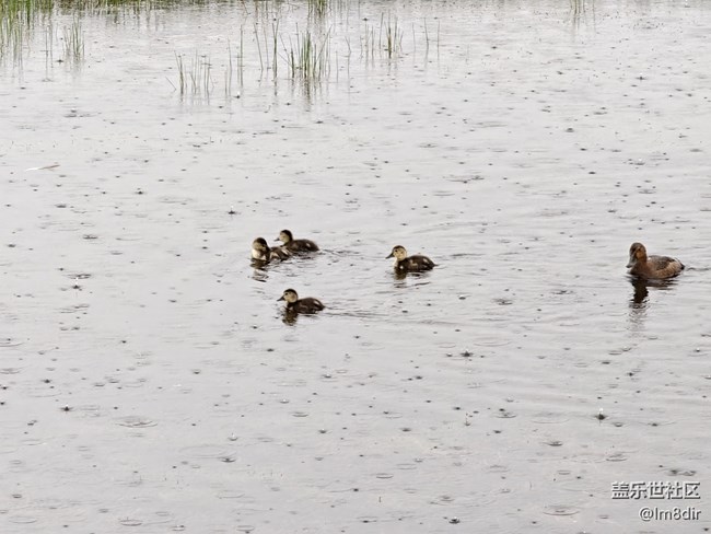 【時間影像】+若爾蓋花湖隨拍