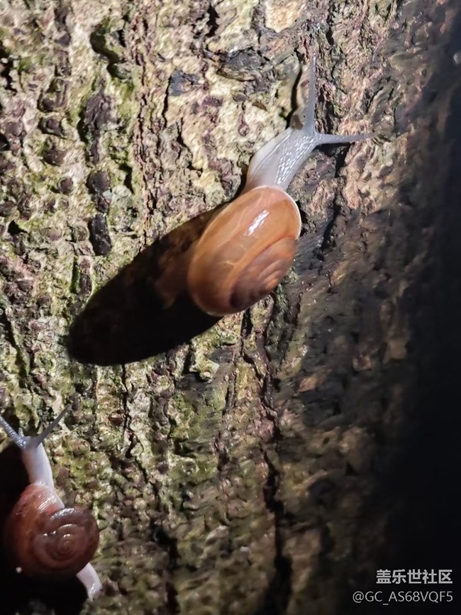 【夜生活】植物園