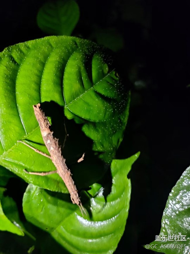【夜生活】植物園