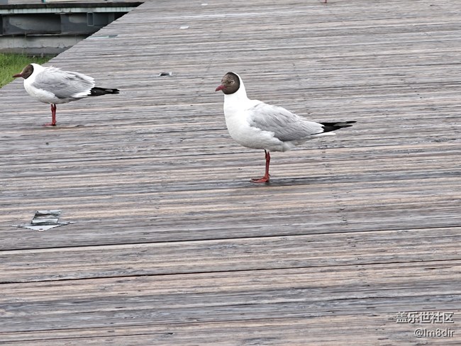 【時間影像】+若爾蓋花湖隨拍